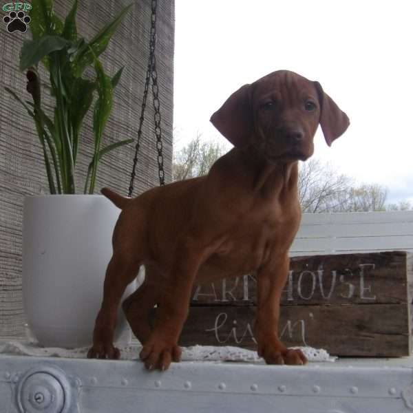 Rusty, Vizsla Puppy