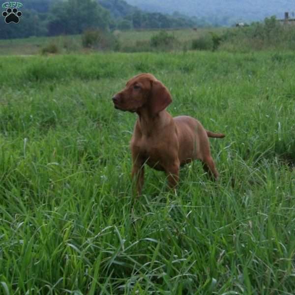 Paprika, Vizsla Puppy