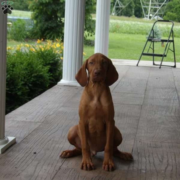 Hunter, Vizsla Puppy