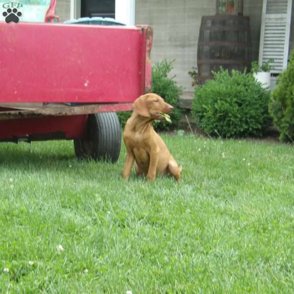 Cooper, Vizsla Puppy