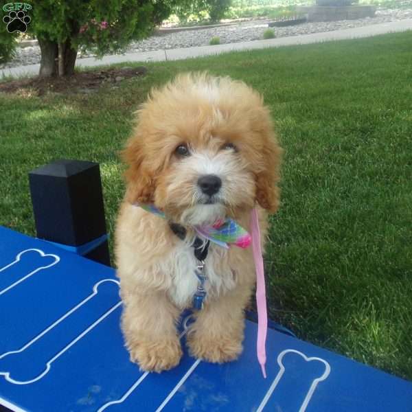 Charlotte, Cavapoo Puppy