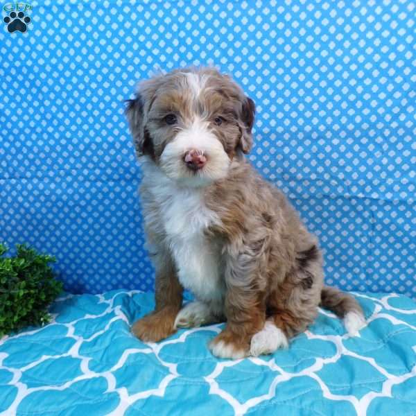 Rover, Mini Bernedoodle Puppy