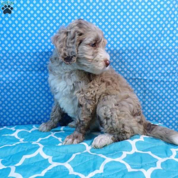 Fluffy, Mini Bernedoodle Puppy