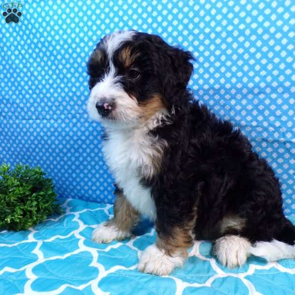 Benny, Mini Bernedoodle Puppy