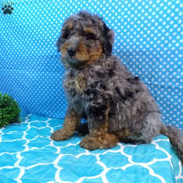 Ranger, Mini Bernedoodle Puppy