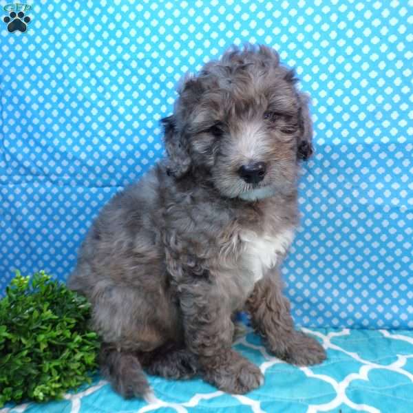 Rocky, Mini Bernedoodle Puppy