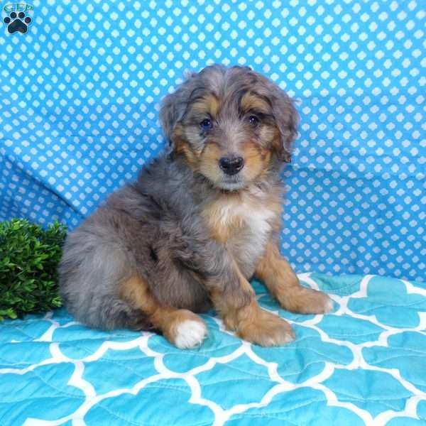 Sunshine, Mini Bernedoodle Puppy