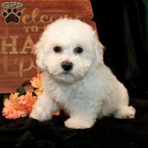 Sunshine, Bichon Frise Puppy