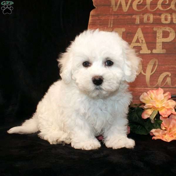 Snuggles, Bichon Frise Puppy