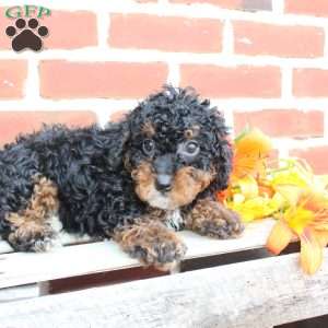 Bouncer, Miniature Poodle Puppy