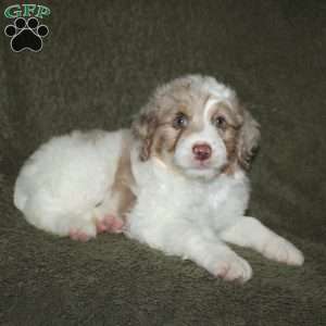 Teddy, Mini Aussiedoodle Puppy