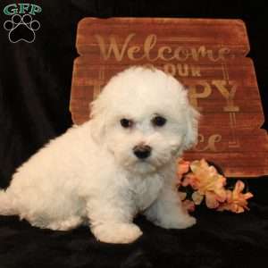 Sunshine, Bichon Frise Puppy