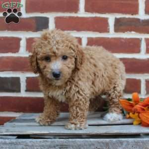 Cuddles, Miniature Poodle Puppy