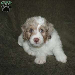 Teddy, Mini Aussiedoodle Puppy