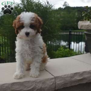 Eddie, Cavapoo Puppy