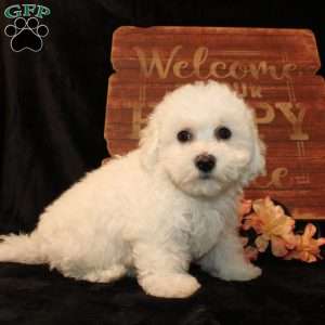 Sunshine, Bichon Frise Puppy