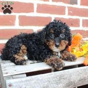 Bouncer, Miniature Poodle Puppy