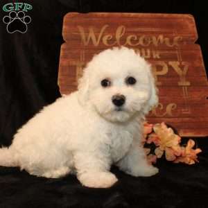 Sunshine, Bichon Frise Puppy