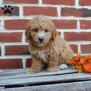 Cuddles, Miniature Poodle Puppy