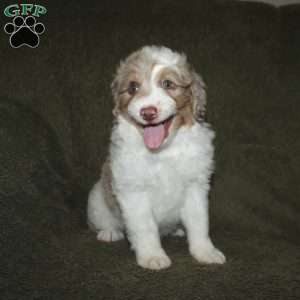 Teddy, Mini Aussiedoodle Puppy