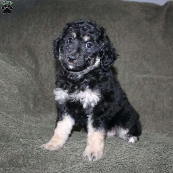 Sally, Mini Aussiedoodle Puppy