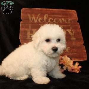 Sunshine, Bichon Frise Puppy