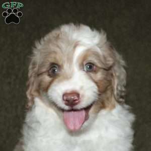 Teddy, Mini Aussiedoodle Puppy