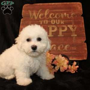 Sunshine, Bichon Frise Puppy