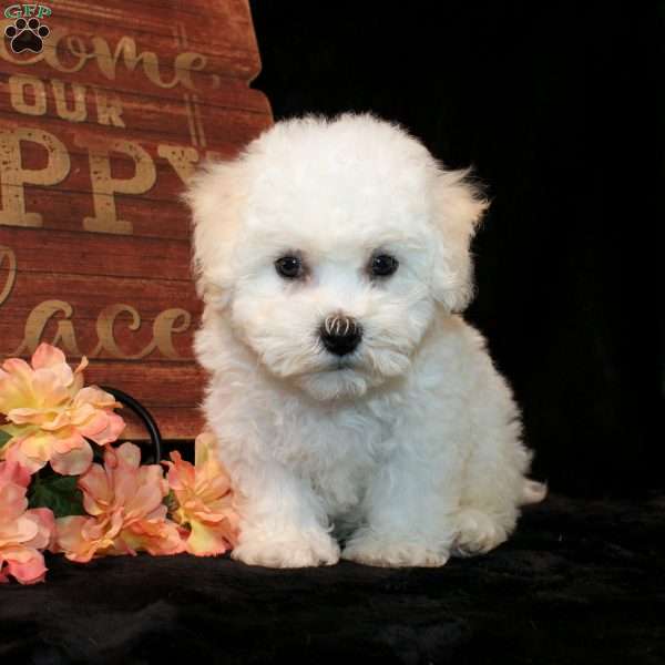 Scooter, Bichon Frise Puppy