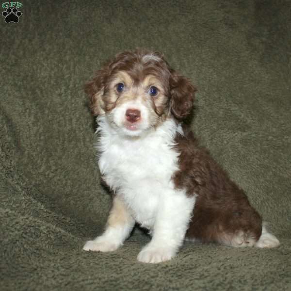 Tina, Mini Aussiedoodle Puppy