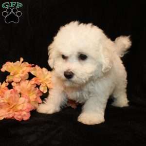 Sunshine, Bichon Frise Puppy