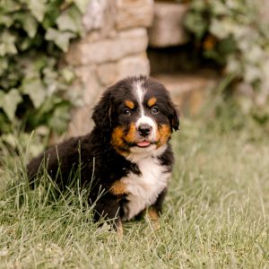 Anthony Stoltzfus,  Breeder