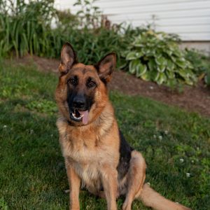 Amy Haller,  Breeder