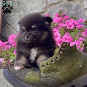 Prince, Pomeranian Puppy