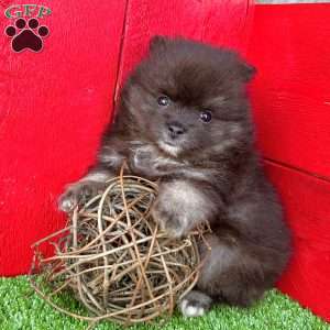 Pomeranian Puppies For Sale - Greenfield Puppies