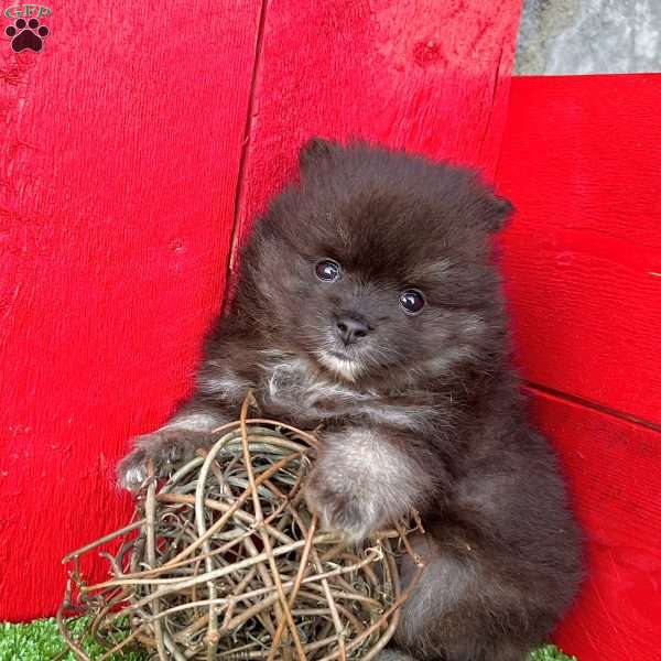 Sparky, Pomeranian Puppy