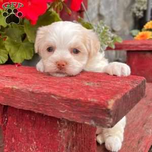 Binky, Havanese Puppy