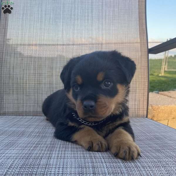 Rider, Rottweiler Puppy