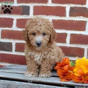 Cuddles, Miniature Poodle Puppy