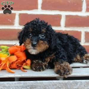 Bouncer, Miniature Poodle Puppy