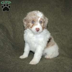 Teddy, Mini Aussiedoodle Puppy