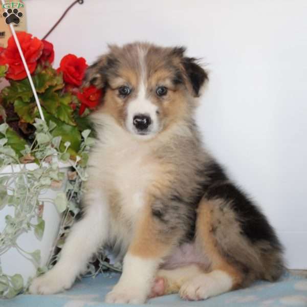 Cheyenne, Australian Shepherd Puppy