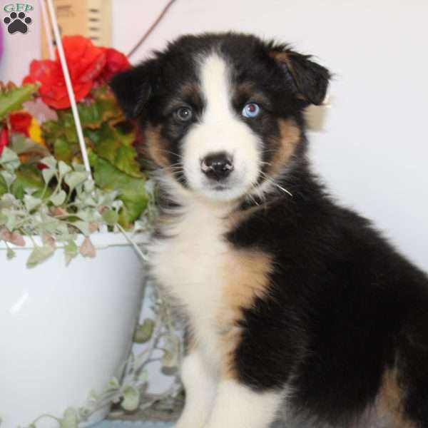 Cody, Australian Shepherd Puppy