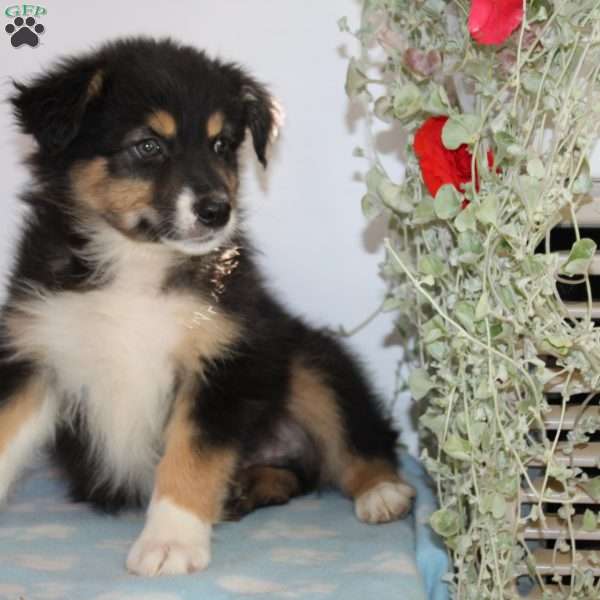 Charles, Australian Shepherd Puppy