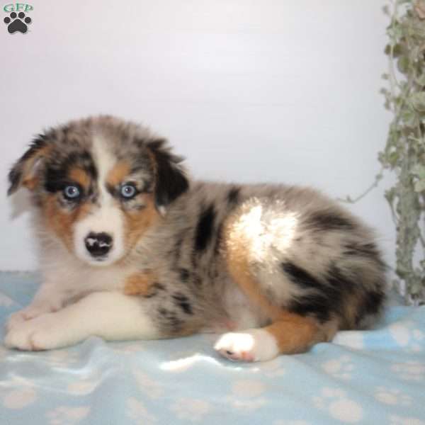 Courtney, Australian Shepherd Puppy