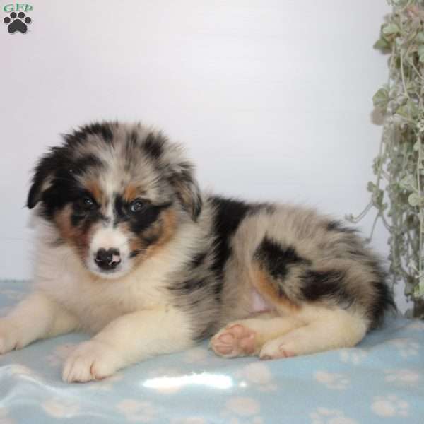 Carlene, Australian Shepherd Puppy