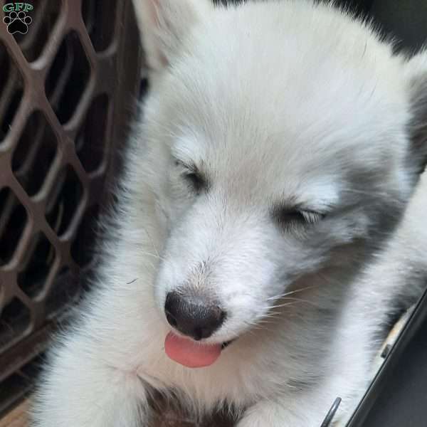 sherry, Pomsky Puppy