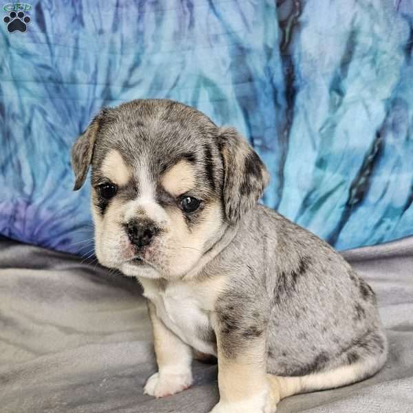 Smooshie- Mini, English Bulldog Mix Puppy