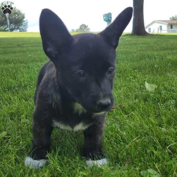 Petunia, Welsh Corgi Mix Puppy