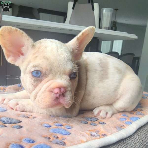 Logan, French Bulldog Puppy